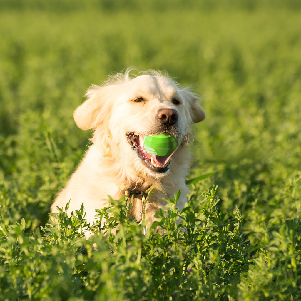 Juguete Interactivo Pelota Chirriante para Perro Mascota Hiperactivo.