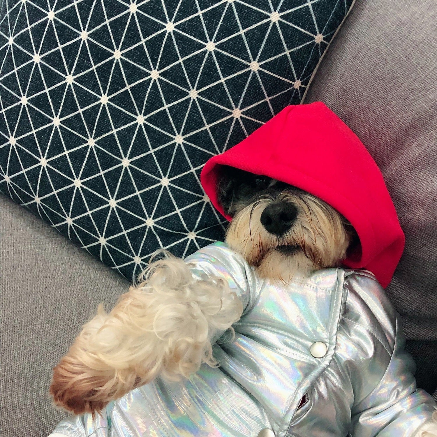 Chaqueta Moderna y Original de Otoño Invierno para Perro