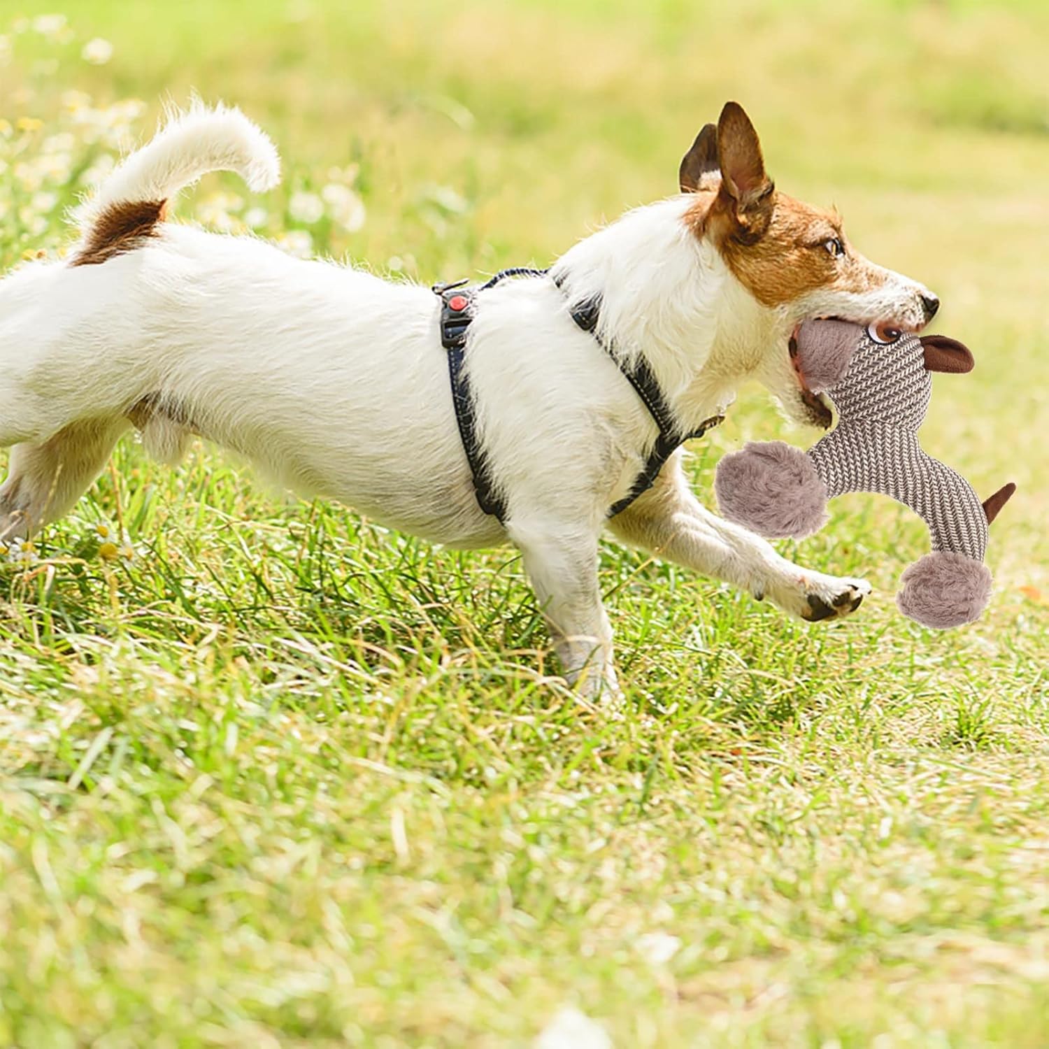Perro corriendo con el juguete mordedor de peluche para perro con sonido chirriante