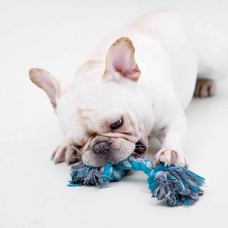 Colchoneta Alfombrilla para Perro Grande Resistente a Mordeduras e Impermeable.