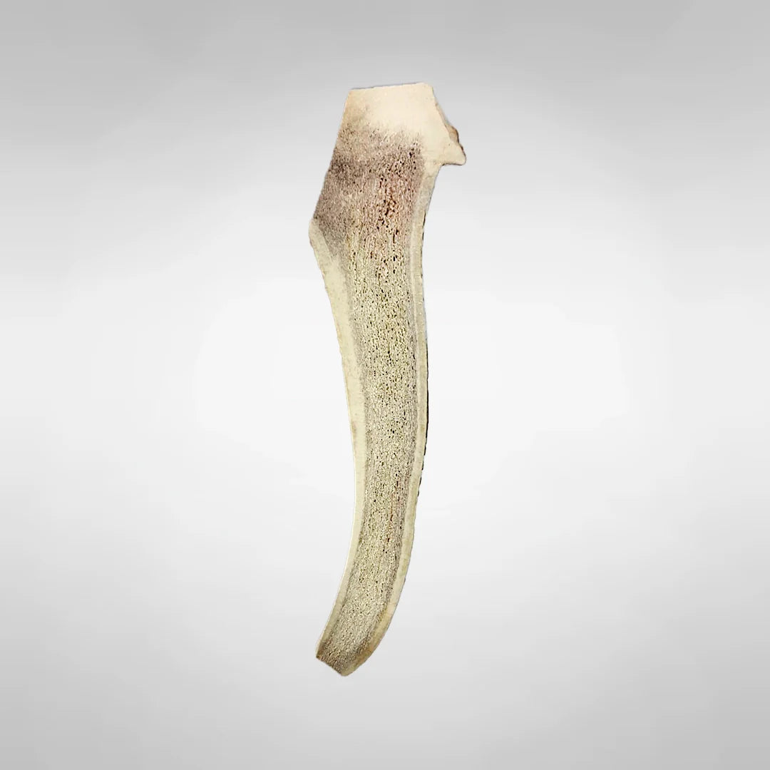 Juguete Mordedor de Asta de Ciervo para Perro