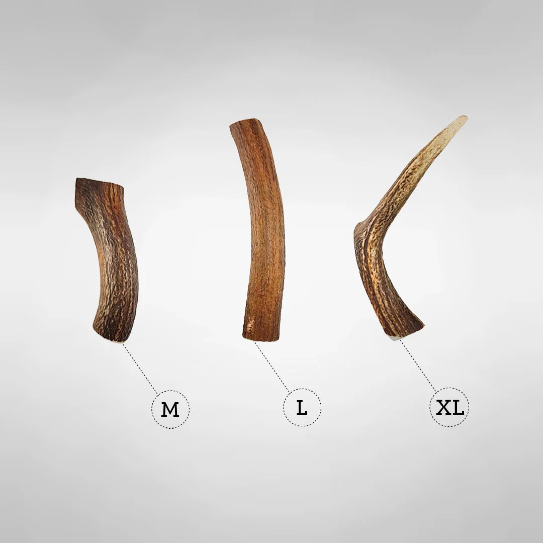 Juguete Mordedor de Asta de Ciervo para Perro