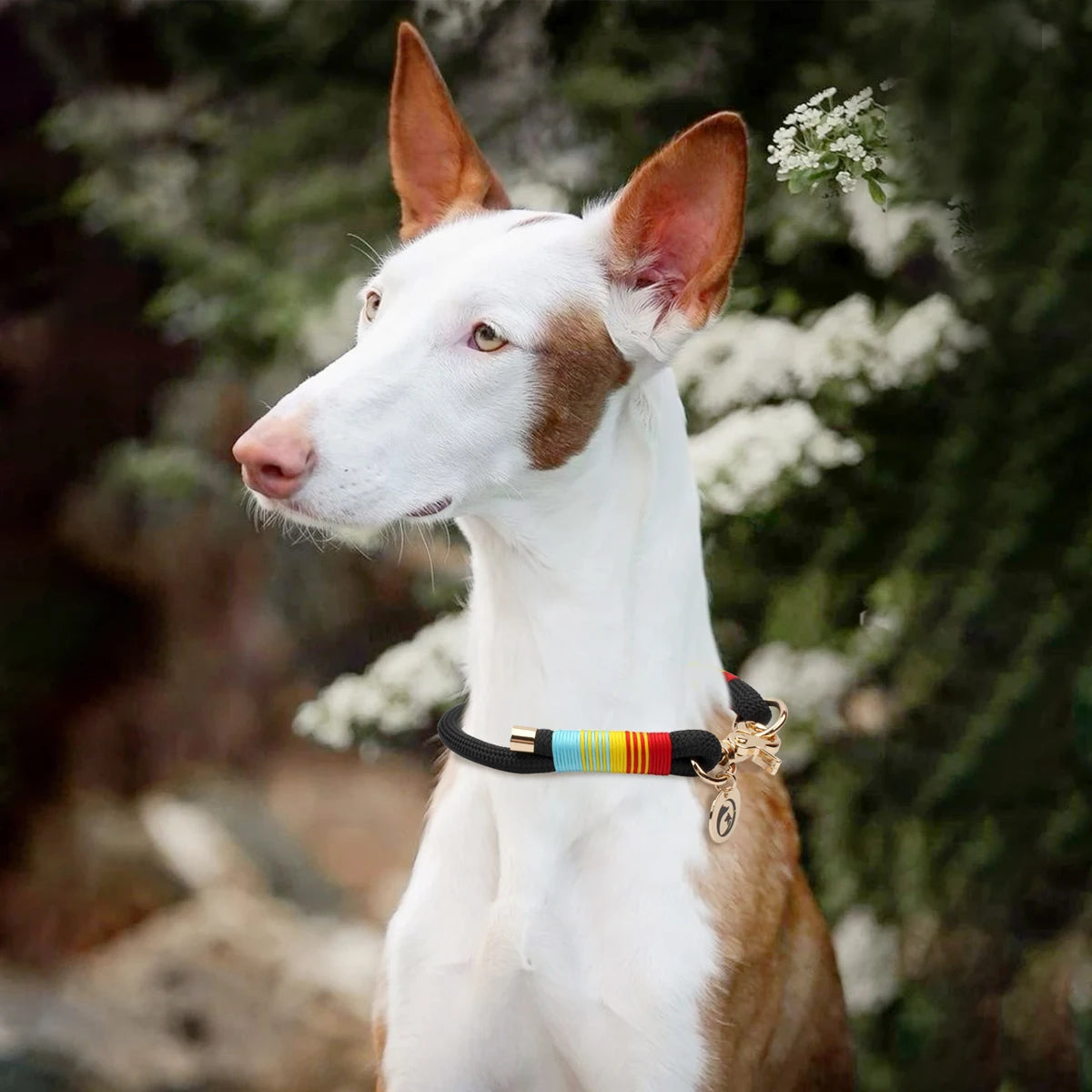 Collar para perro arcoíris trenzado de paracord colorido, anillo para el cuello para perros