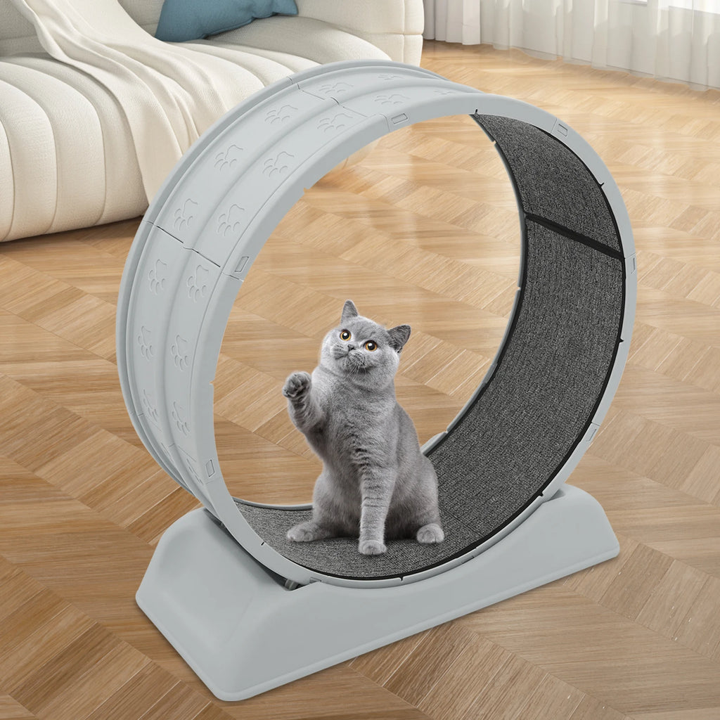 Rueda de correr para gatos, rueda de ejercicio circular para gatos, cinta de correr de plástico