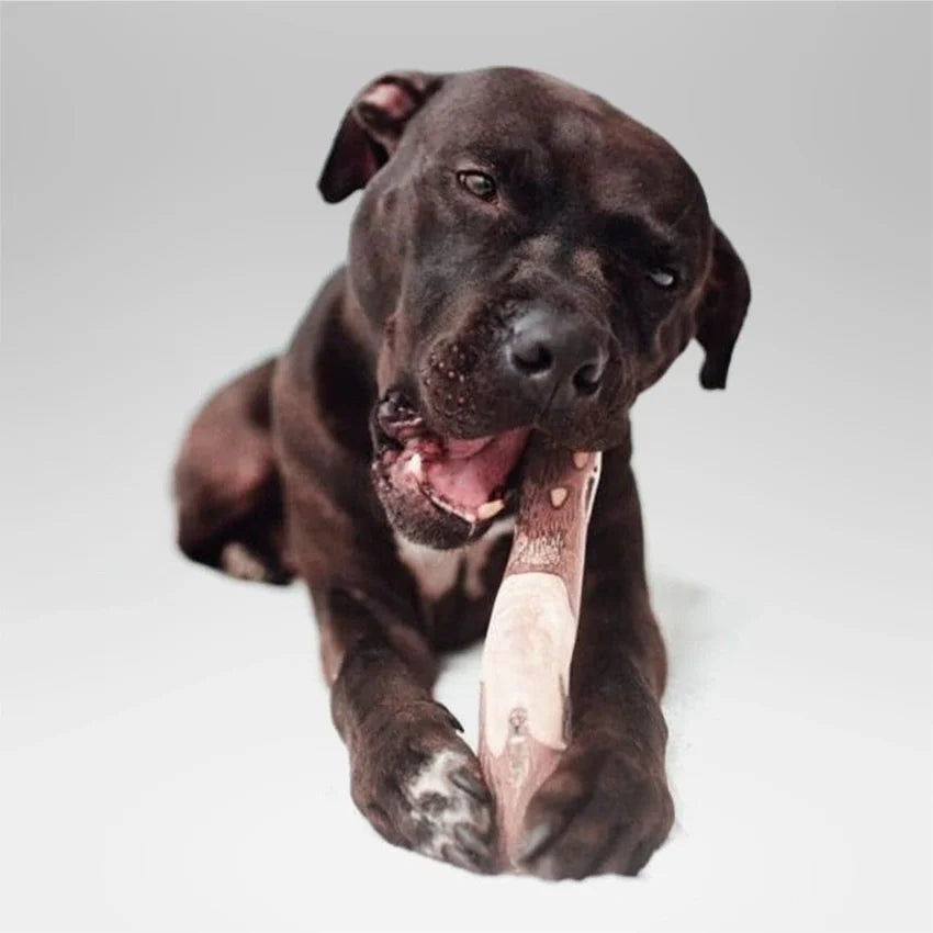 Juguete Mordedor Palo de Madera de Café para Perro