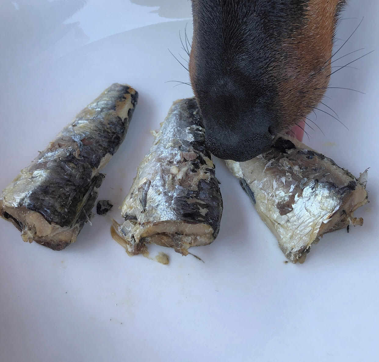 Conserva de Pescado Natural Sardinas para Perro